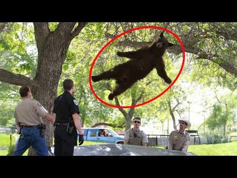 Bears Being Silly And It’s Hilarious #Video