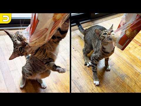 He Tried Getting Away With It | YOUR Daily Dose of Pets #Video