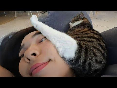 When you’ve spoiled your cat a little too muc #Video