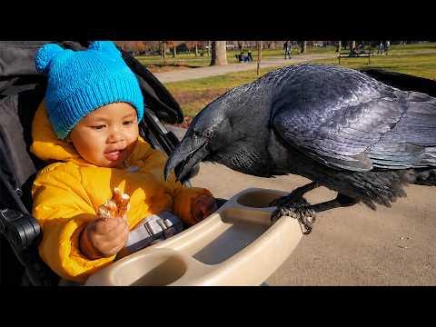 When a Crow Gets Way Too Close to a Kid’s Snack #Video