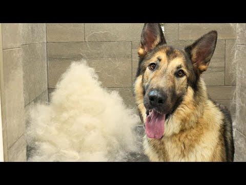 This Grooming Session Is Now A Federal Case: Shepherd/Malamute