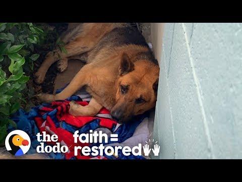 Stray Dog Living on Side of a Building and too Scared to Move | The Dodo Faith = Restored
