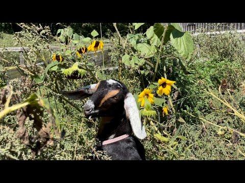 Goats enjoy sunflower feast #Video