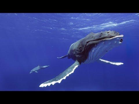 Robot Spy Dolphin & Spy Whale Encounter Baby Humpback Whale - But Trouble Lurks Beneath The Surface!