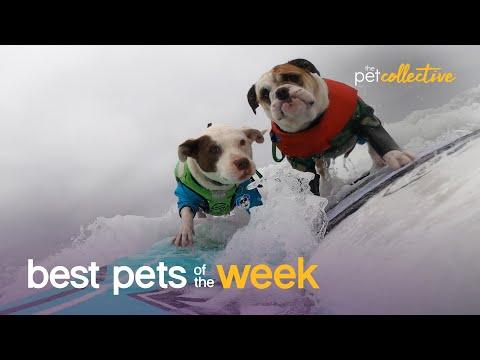 Surfing Dogs Have An Endless Summer | Best Pets of the Week Video
