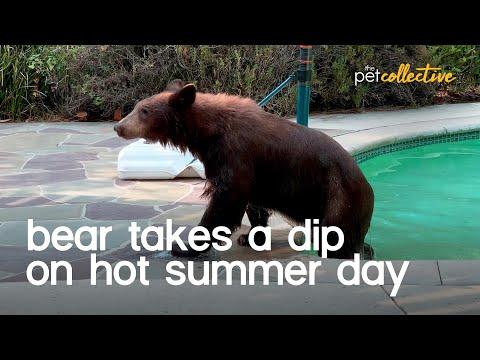 Bear Cools off in Backyard Pool Video