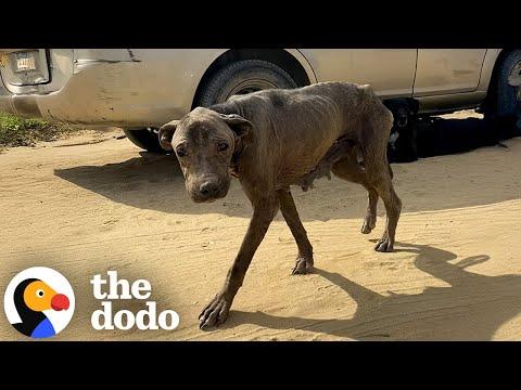 Couple Pulls Their Car Over When They See This Skinny Pittie #Video