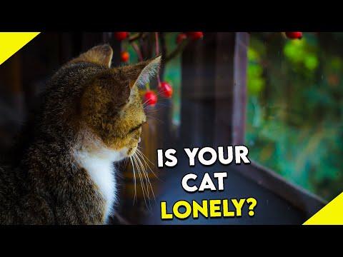 9 Telltale Signs You Need Another Cat #Video