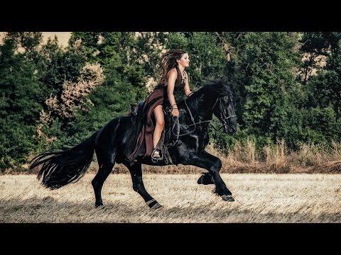 Backstage Girl Wild Horse HD (Friesian Horse By Annathetekken)