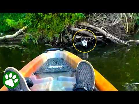 Kayaker Rescues Abandoned Kitten, Then Something Amazing Happens #Video