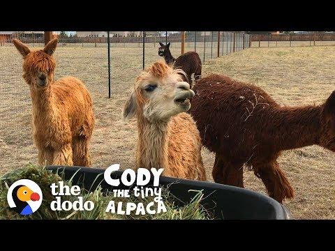 Socially Awkward Alpaca Gets Pushed Outside Her Comfort Zone | Cody The Tiny Alpaca (Episode 3)