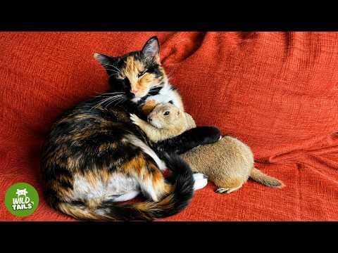 This Rescued Prairie Dog Thinks This Cat Is His Brother... And What He Does Is Incredible #Video