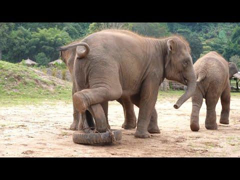 Fun Elephant Family Playtime in the Morning - ElephantNews #Video