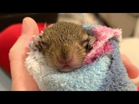 Woman finds a baby squirrel on her driveway. Her response will melt anyone's heart. #Video