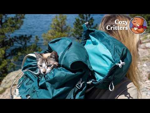 This Cat Refused to Live Like the Others… And Ended Up Here #Video