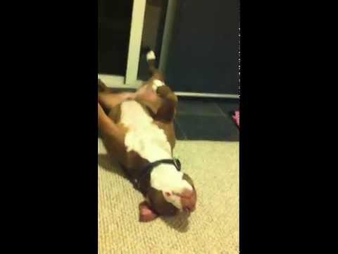 Pitbull pretends to faint to avoid nail trimming, video goes viral