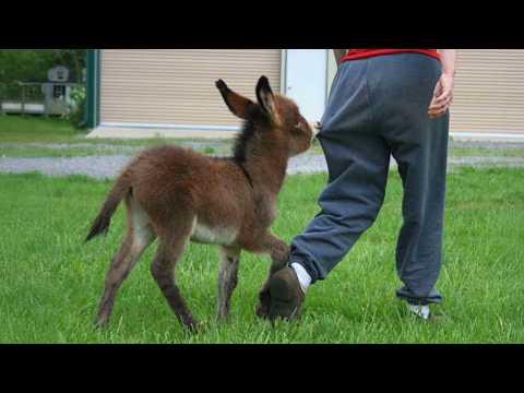 Funny Cute Baby Donkeys Will Make You Say 'Aww' #Video