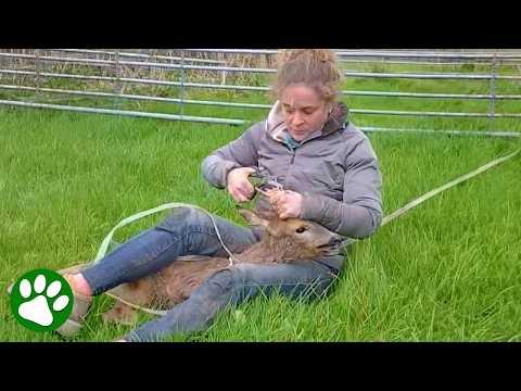 Heroic Women Saves Deer Tangled in Electric Tape #Video