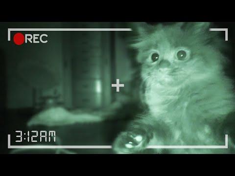What Kittens Do At Night... #Video