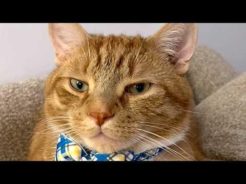 Cat 'thinks' when you talk to him #Video