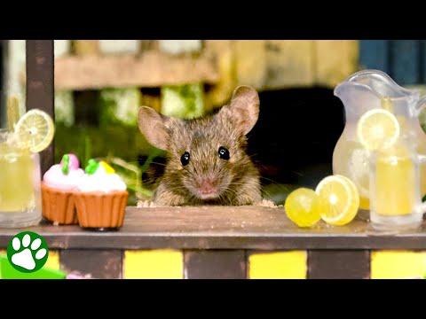 Man builds tiny village in his garden for his mouse friends #Video