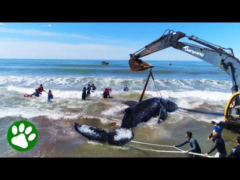 Gigantic Whale Lifted Into The Ocean #Video