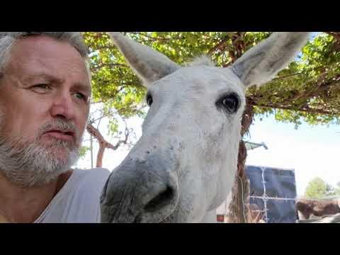 Rude donkeys dismiss human #Video
