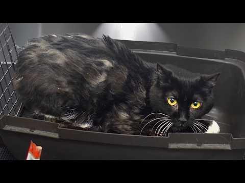 One Groom Changed This Cat's Life #Video