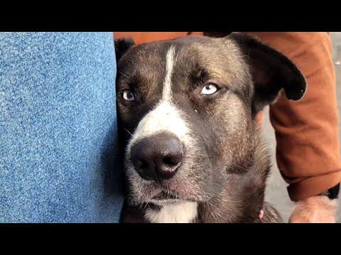 Shelter dog is so happy someone finally loves him #Video