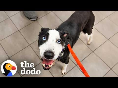 Over 150 Shelter Dogs Saved By Fosters During Brutal Winter Storm #Video