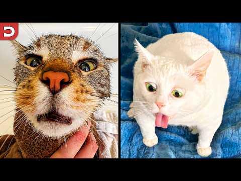 Funniest Cat Videos Ever #Video