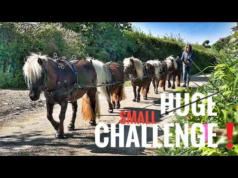 The Fluffiest Traffic Jam You’ve Ever Seen! Emma Massingale #Video