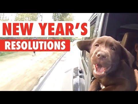 New Years Resolutions Pets