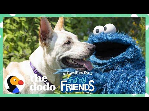 Cookie Monster Helps A Lonely Shelter Dog Find A Girl Who Loves Him! #Video