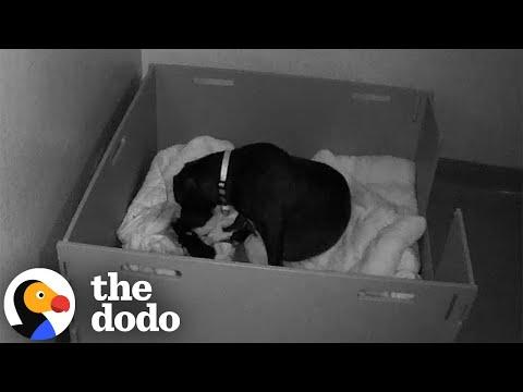 Exhausted Mama Dog Get A Little Help From Foster Parents #Video