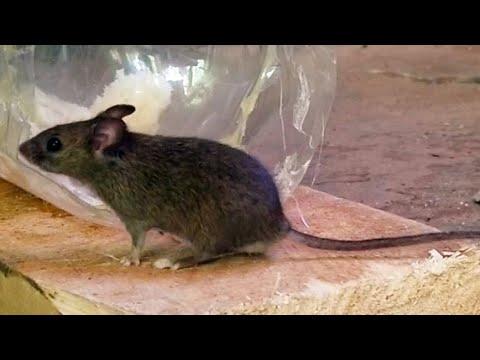 Very Clever Mouse escapes from Plastic bottle Mouse Trap - Animalz TV