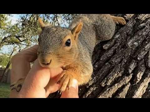 Squirrel has the sweetest relationship with man who raised him #Video