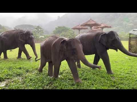 Young Rescued Elephant 'Muay Lek' And 'Chom Pu' Celebrate Rain - ElephantNews #Video