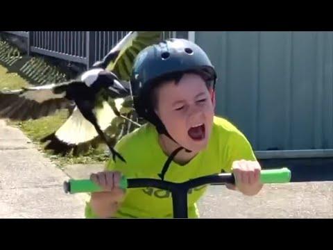 Psycho Bird Attacks Boy On Scooter Video. Your Daily Dose Of Internet.