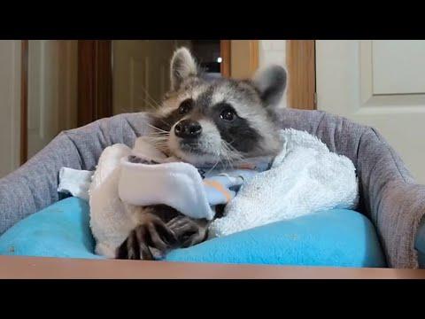 This raccoon can eat only like a human baby #Video