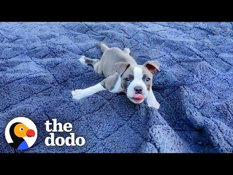 Puppy Whose Legs Splayed Out Is Determined To Learn To Run #Video