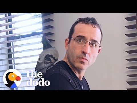 Rescued Pigeon Falls Madly In Love With Mom's Boyfriend #Video