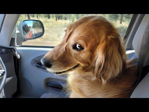Funny Dogs That Got the Wrong Idea #Video