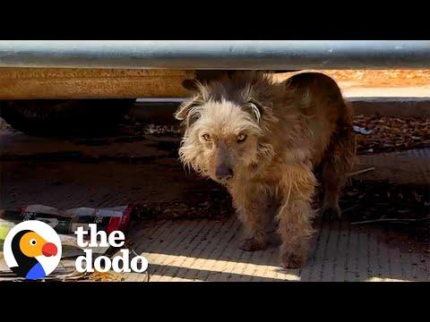 He Was A Broken Street Dog Until Love Brought Him Back To Life #Video