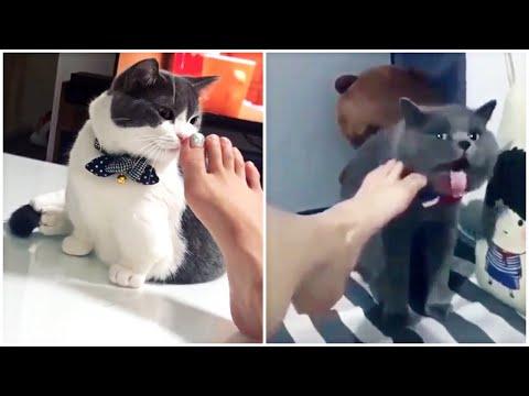Cats Reacting to Smelly Feet Video