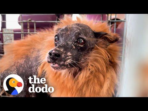Lion Dog Was Invisible To Everyone #Video
