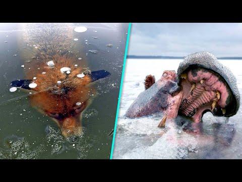 10 Animals That Were Frozen in Time Video