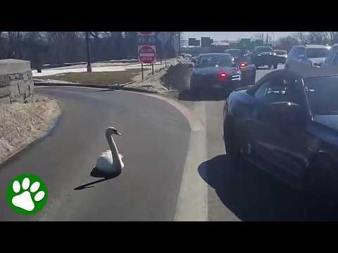 Man Rushes to Help Swan Stranded in the Middle of a Busy Road #Video