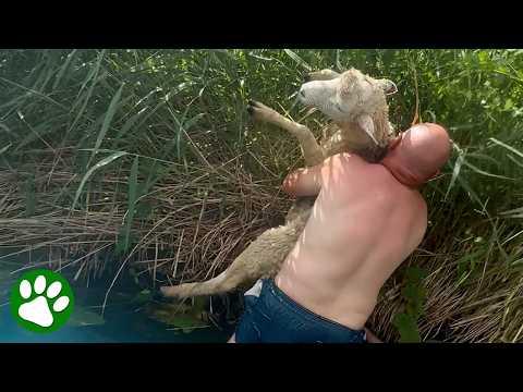 He Saw a Sheep Struggling in the River and Couldn't Look Away #Video