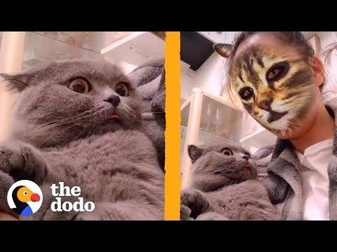 These Cats Don't Know How to React to This Cat Face Filter